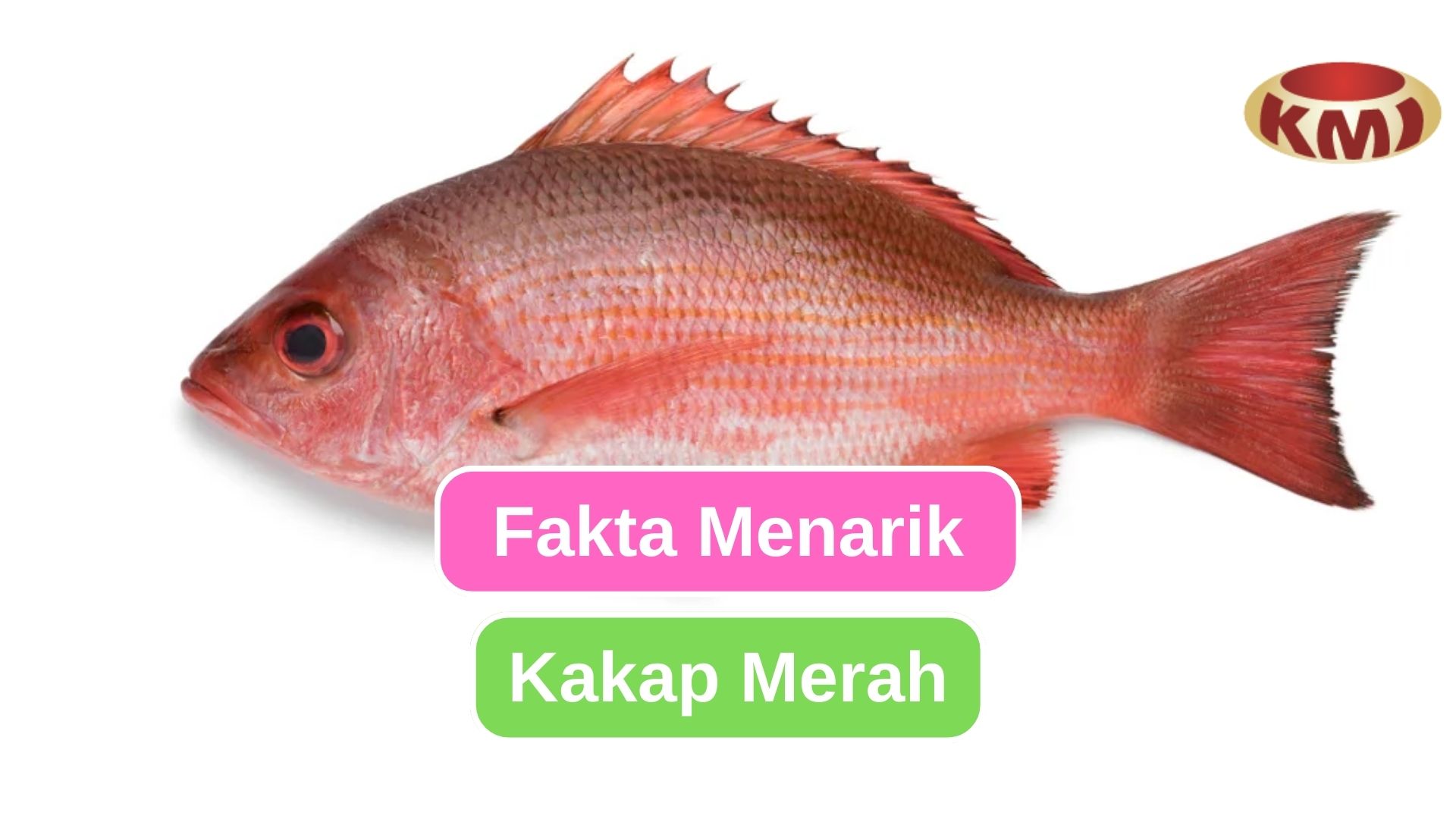 10 Fakta Ikan Kakap Merah yang Mengesankan